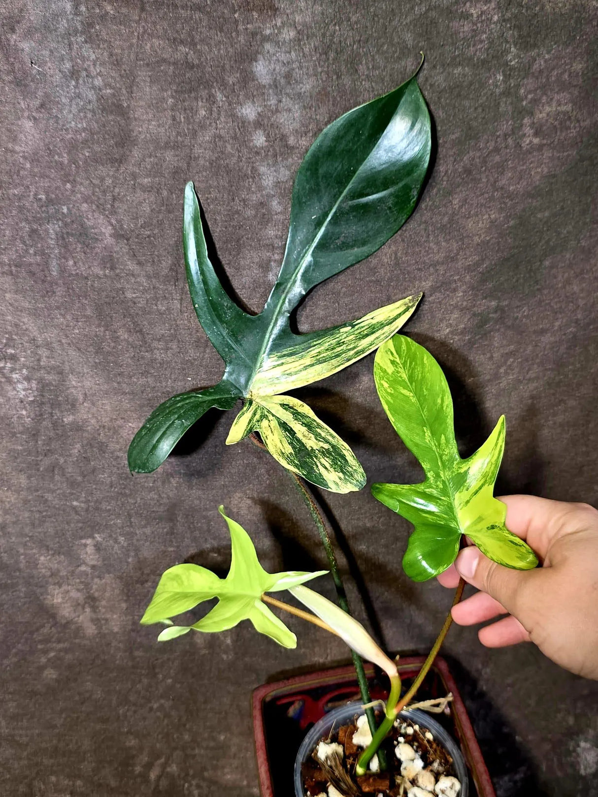Variegated Philodendron Florida Beauty - Rare Collector Plant - Exact Plant (June-16-26)