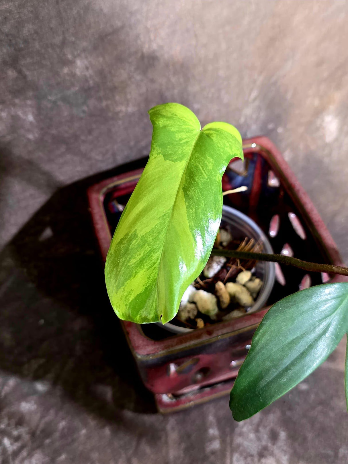 Variegated Philodendron Florida Beauty - Rare Collector Plant - Exact Plant (June-16-27)