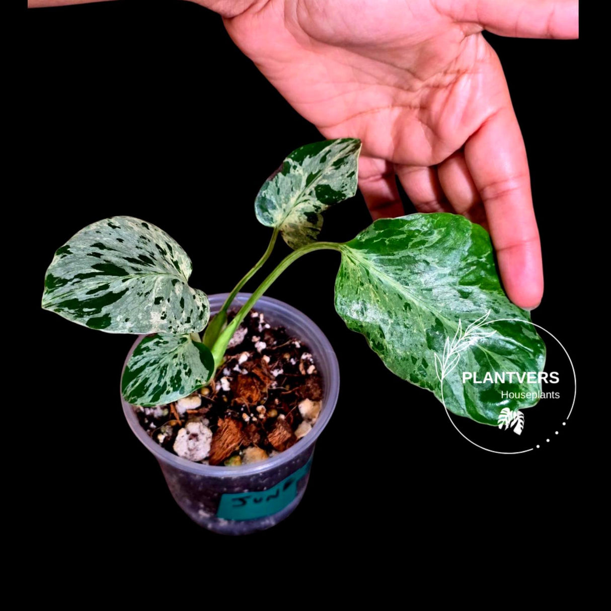 Rare Monstera Bulbasaur Variegated Plant - Mint Variegation - Exact Plant (June-4-03)
