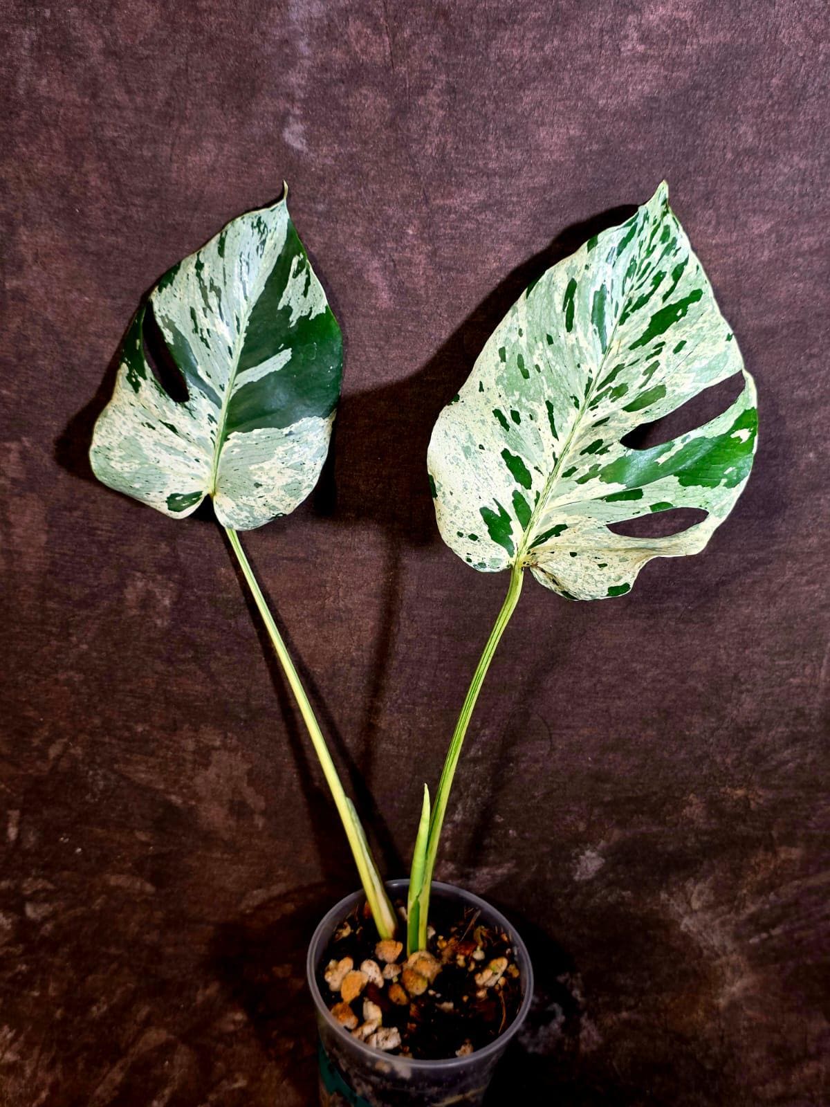 Rare Monstera Bulbasaur Variegated Plant - Mint Variegation - Exact Plant (June-4-09)