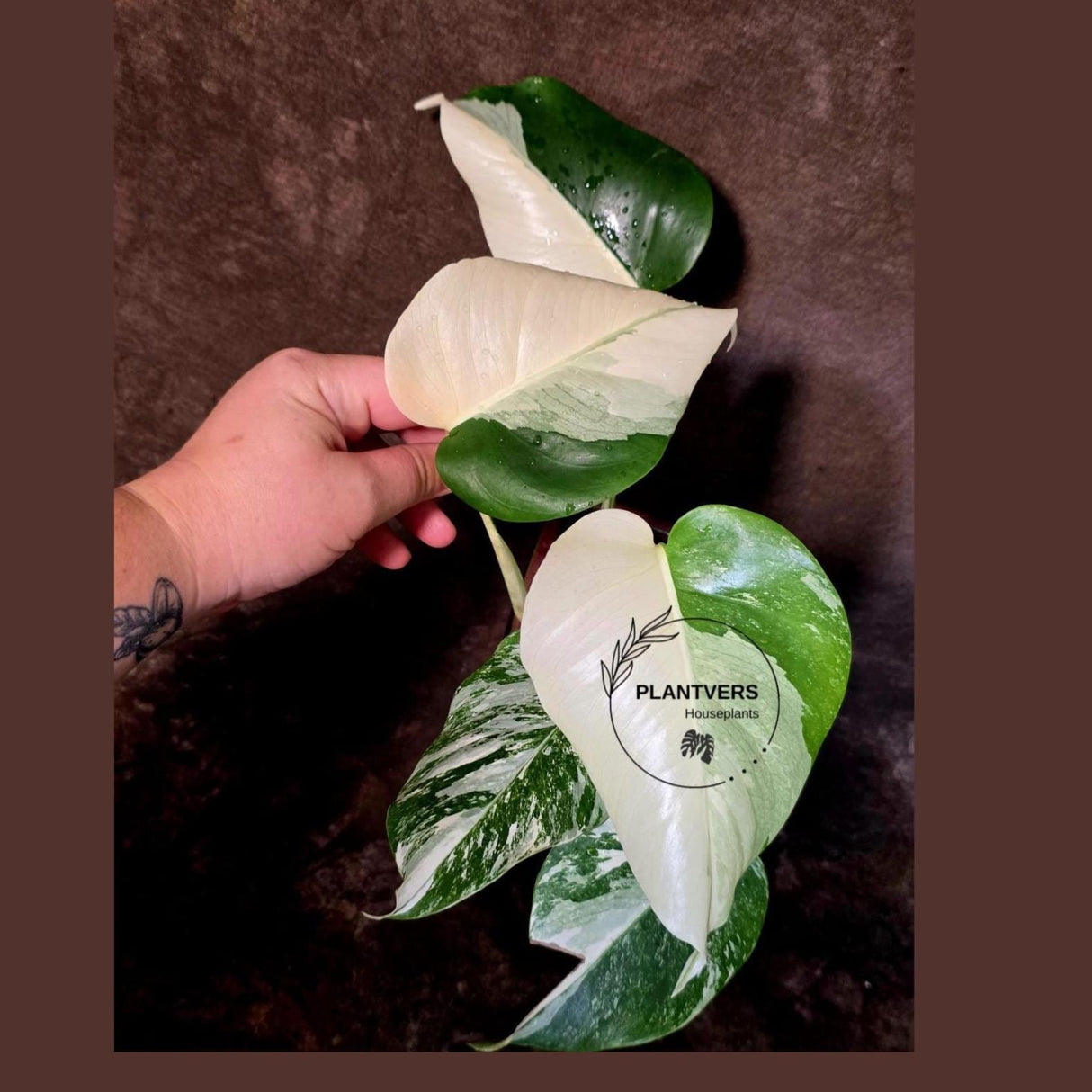 Monstera Albo Variegated Plant - Rare White Borsigiana - Exact Plant - US Seller (6-5-50)