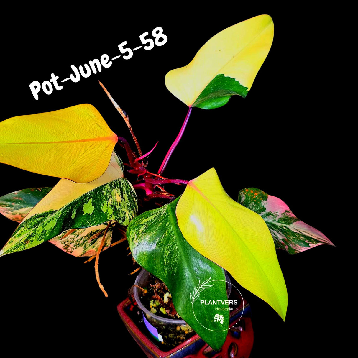 Philodendron Strawberry Shake High Variegated Live Plant - EXACT Same Plant - US Seller