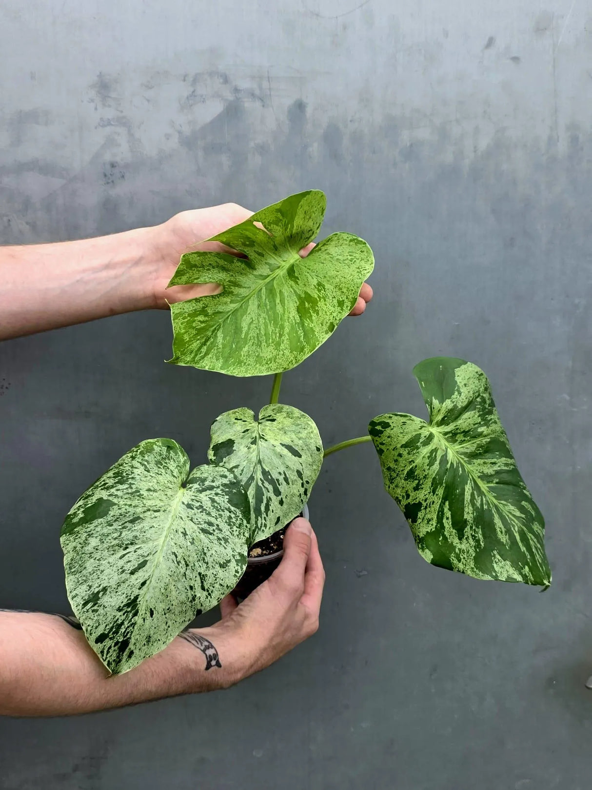 Monstera Bulbasaur Variegated – Rare Live Plant – US Seller (June-17-31)