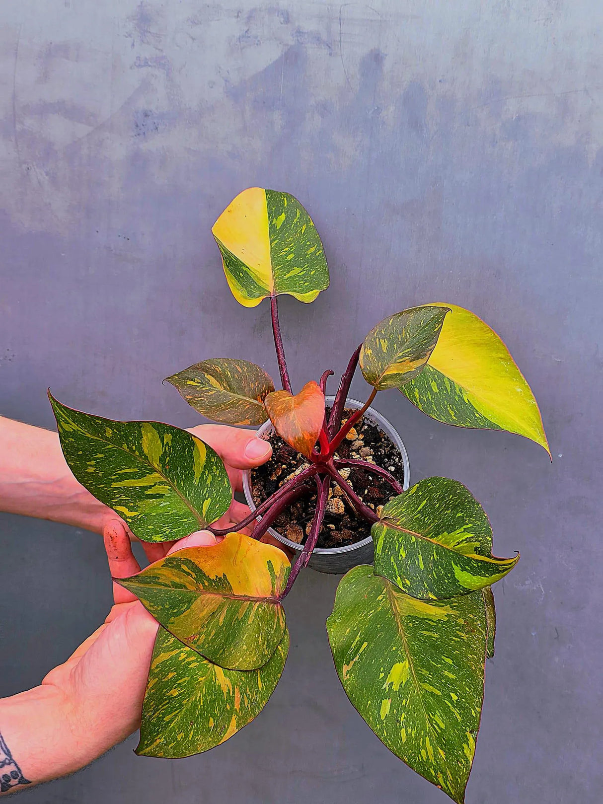 Variegated Philodendron Orange Princess - Rare Exact Plant (June-17-17)