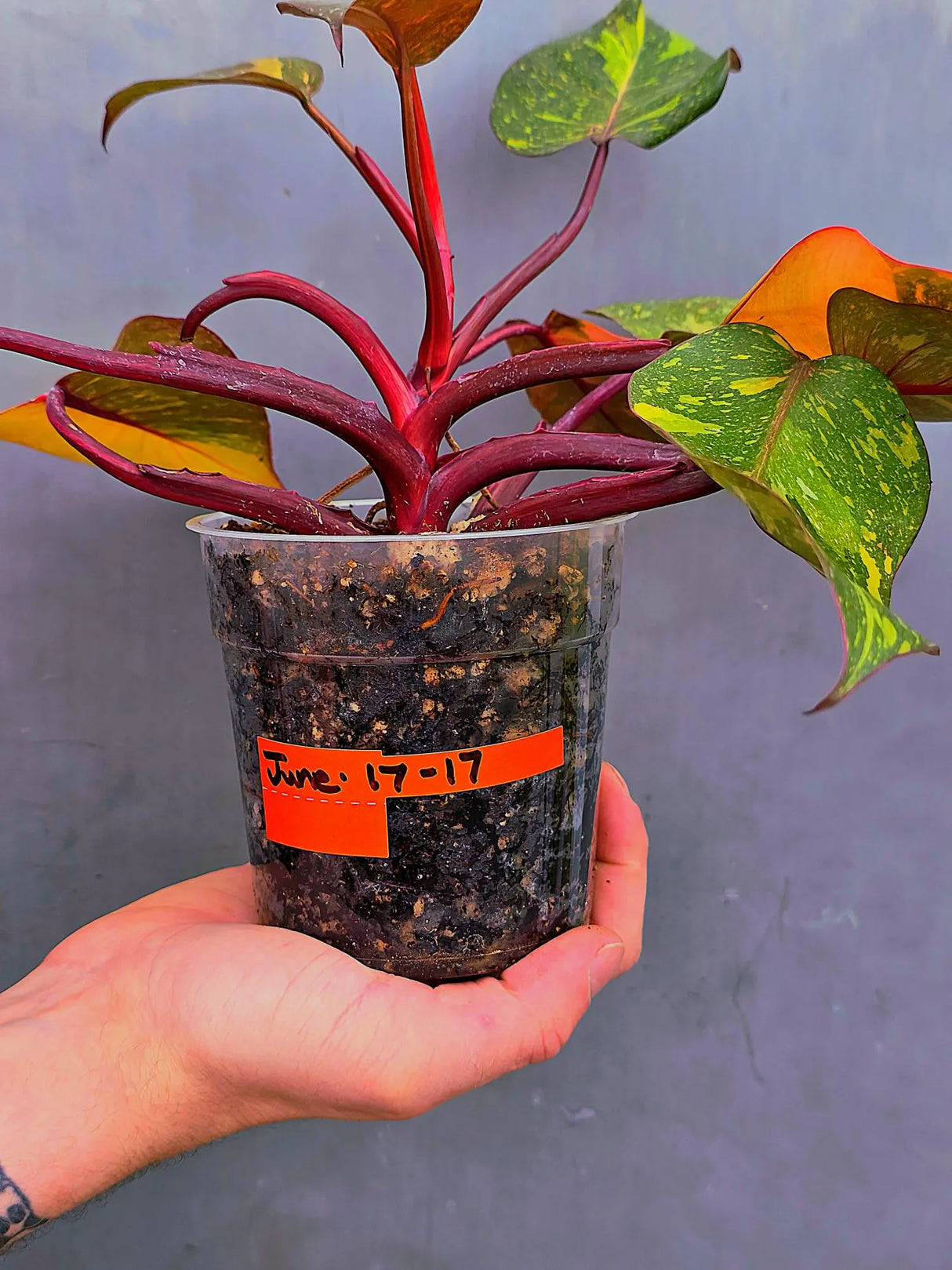 Variegated Philodendron Orange Princess - Rare Exact Plant (June-17-17)