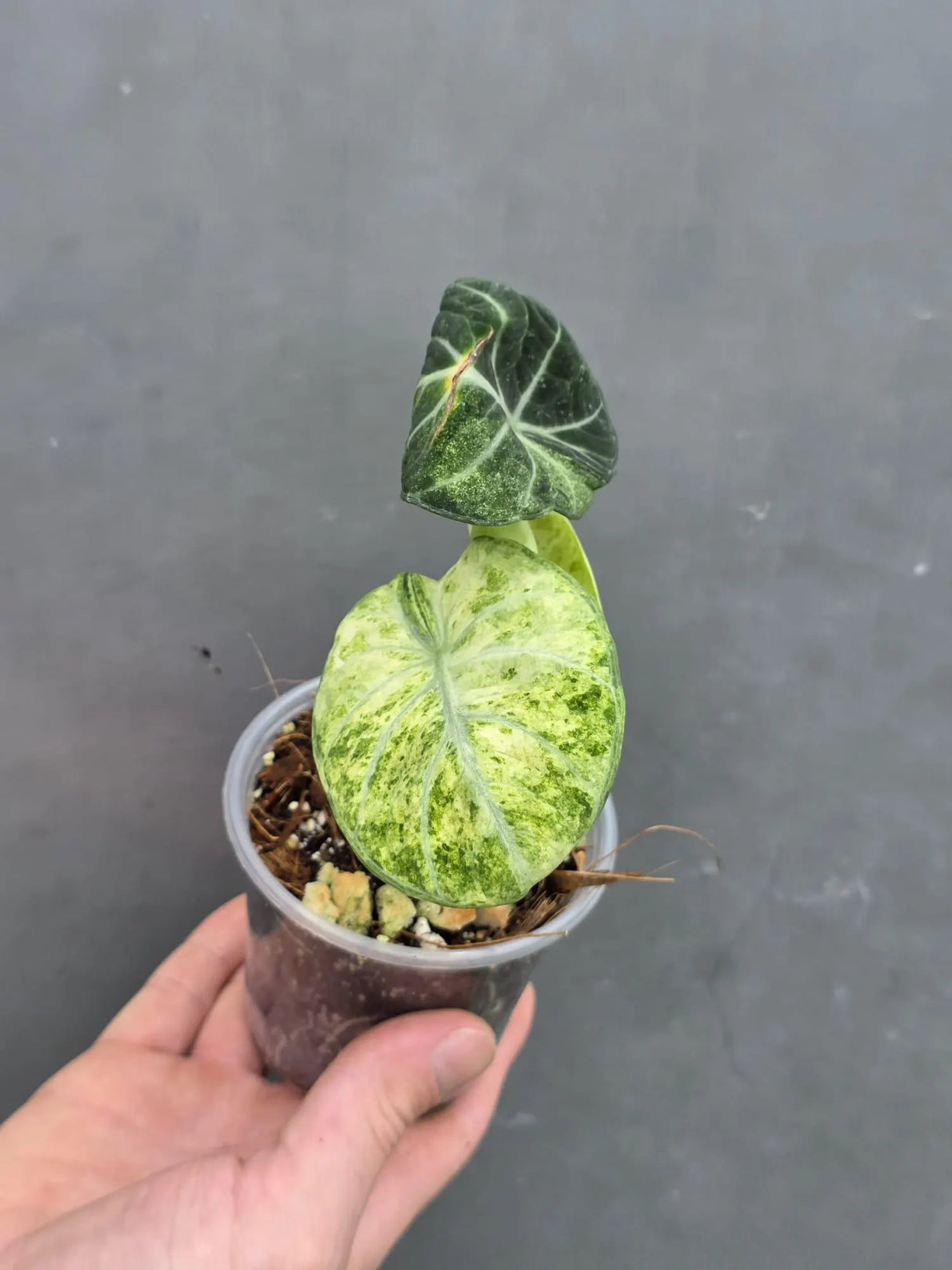 Alocasia Black Velvet Splash Plant - EXACT Plant (June-17-13)