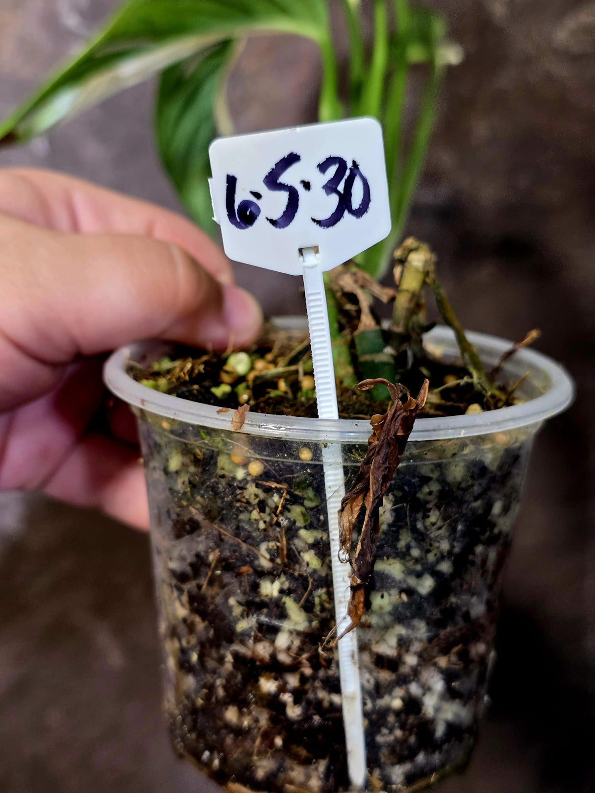Variegated Monstera Adansonii Albo - Swiss Cheese Plant - (6-5-30)