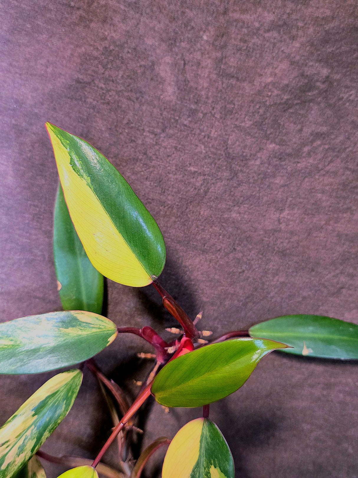 Variegated Philodendron Strawberry Shake Live Plant - EXACT Plant - (6-5-33)