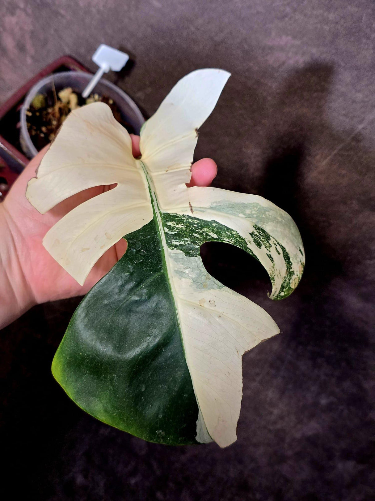 Variegated Monstera Albo - Rare White Monstera Borsigiana (6-5-35)