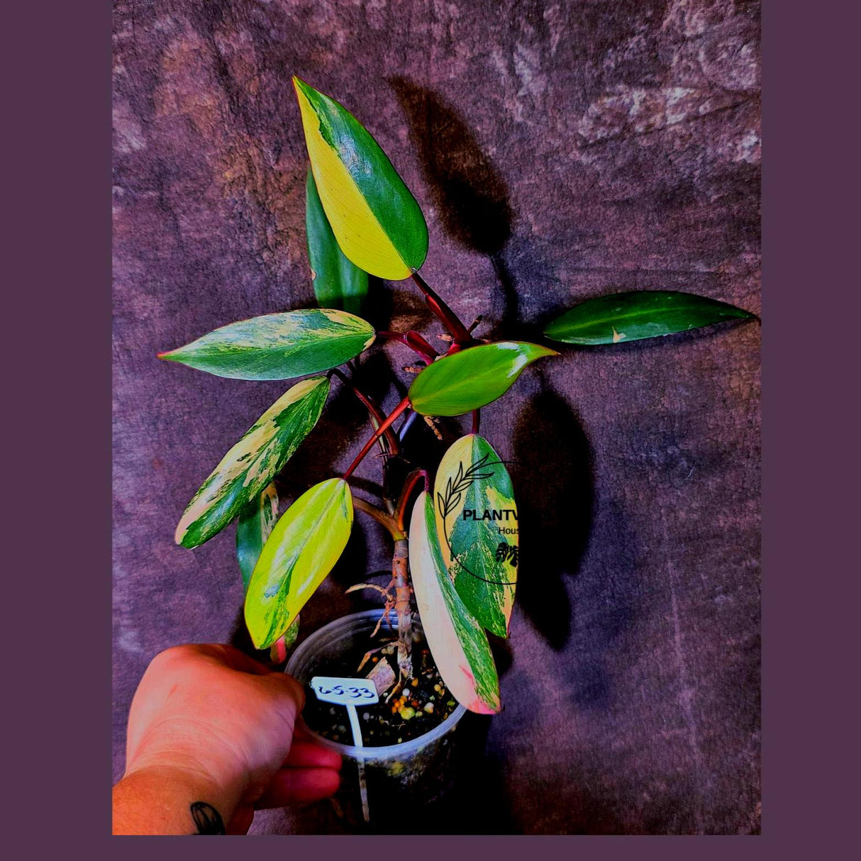 Variegated Philodendron Strawberry Shake Live Plant - EXACT Plant - (6-5-33)