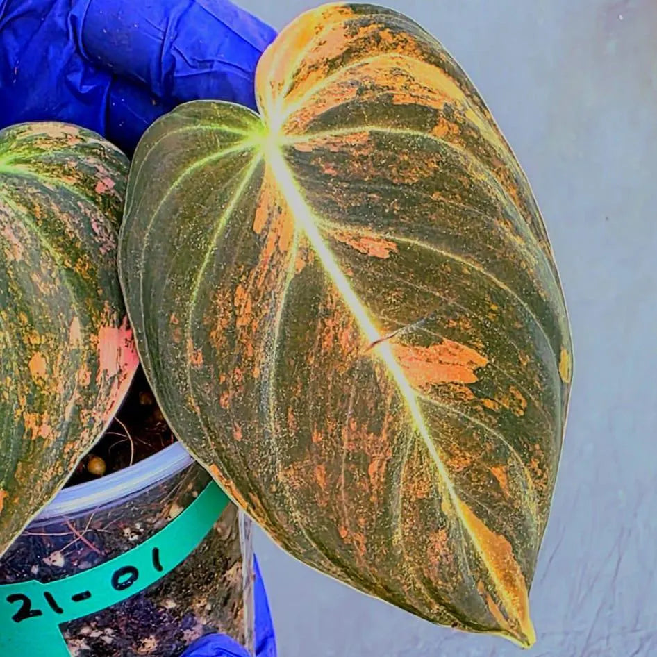 Philodendron Orange Melanochrysum Variegated – Rare Velvet Leaf Plant (June-21-01)