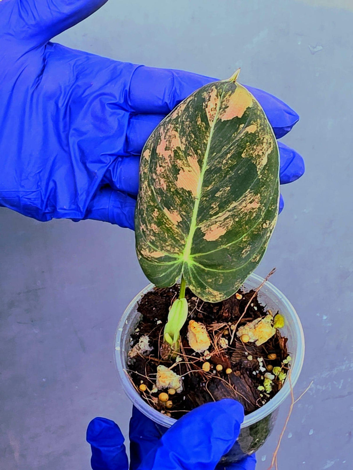 Philodendron Orange Melanochrysum Variegated – Rare Velvet Leaf Plant (June-21-06)