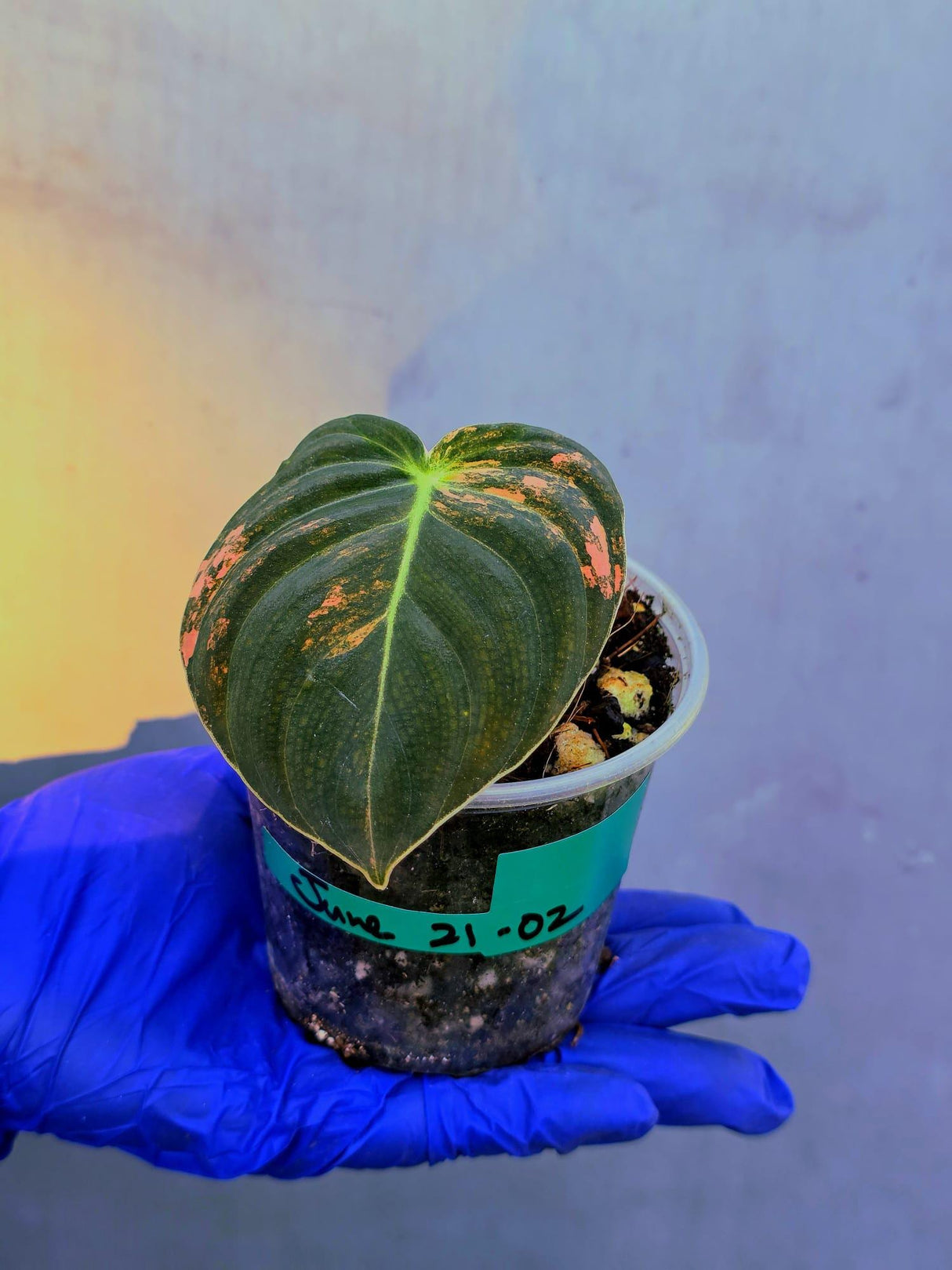 Philodendron Orange Melanochrysum Variegated – Rare Velvet Leaf Plant (June-21-02)