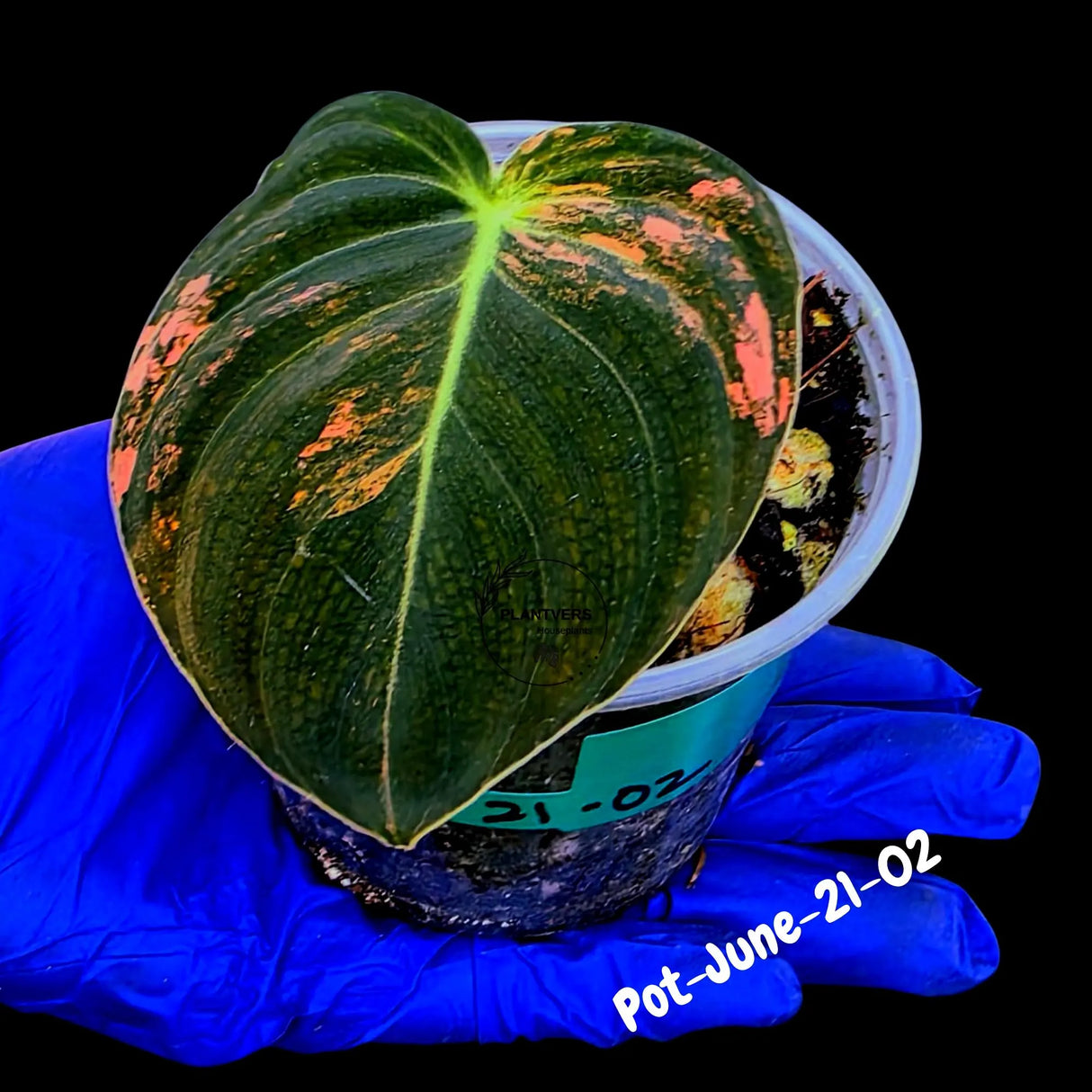 Philodendron Orange Melanochrysum Variegated - Super Rare Velvet Leaf Indoor Plant - Collector Plant - Exact Same Plant - US Seller