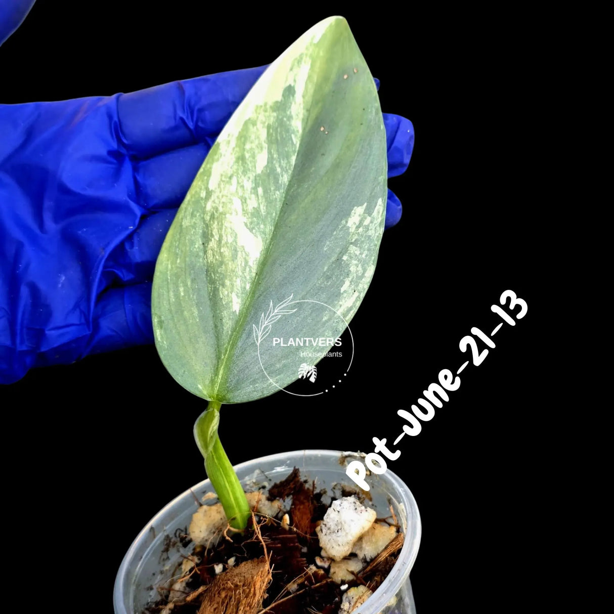 Variegated Silver Sword philodendron - Rare Aroid - Philodendron Hastatum Variegata - Exact Plant - US Seller
