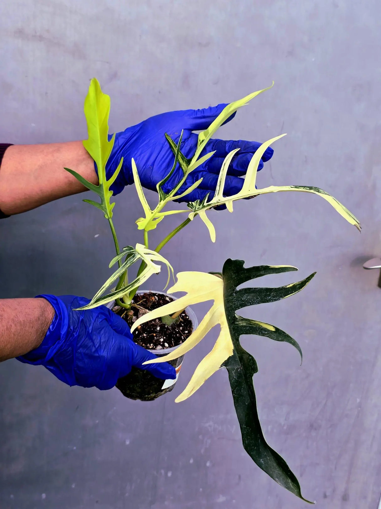 Philodendron Florida Beauty x Tortum Extremely Rare Plant Exact Pot (June-23-48-ER)