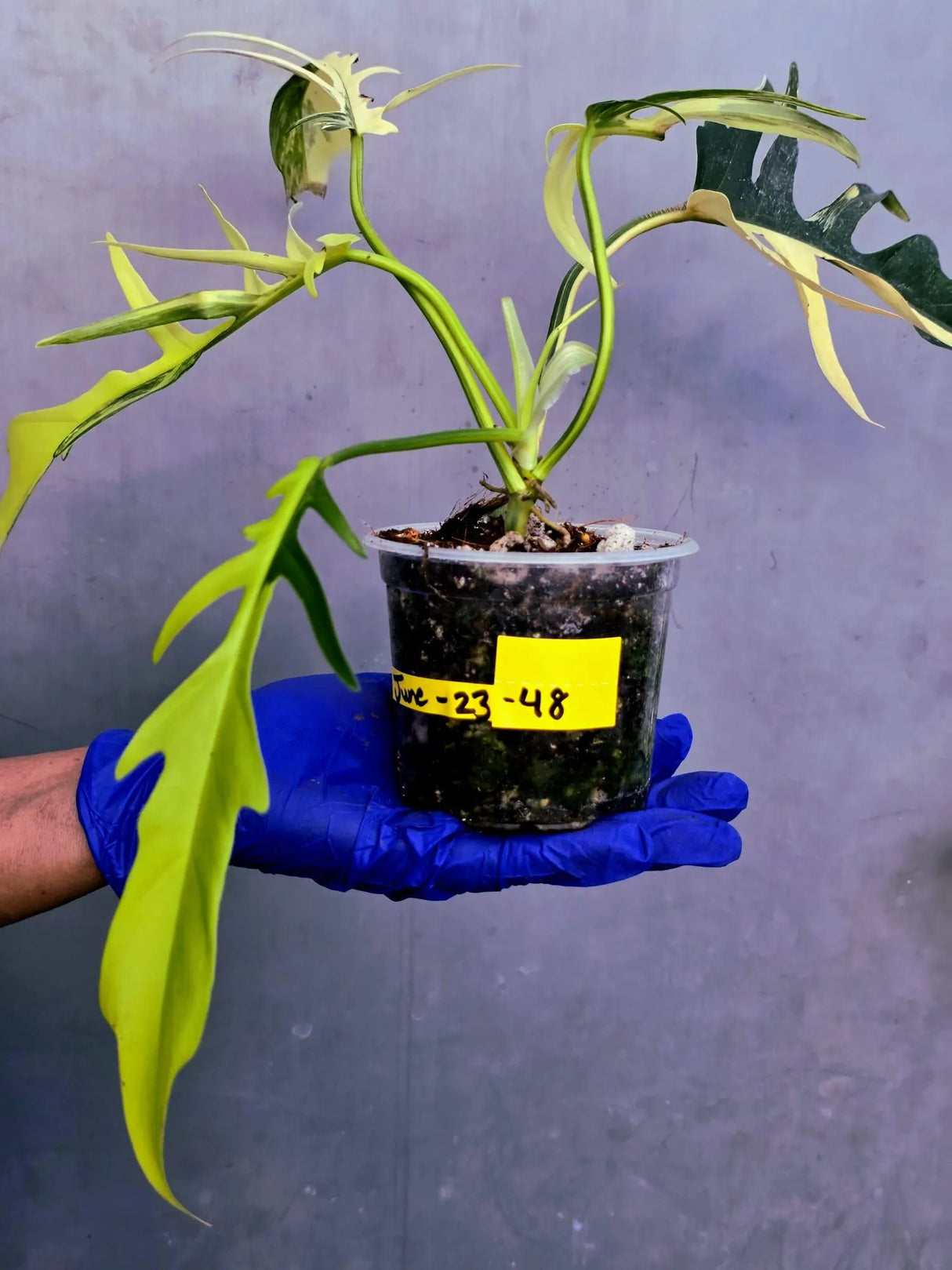 Philodendron Florida Beauty x Tortum Extremely Rare Plant Exact Pot (June-23-48-ER)