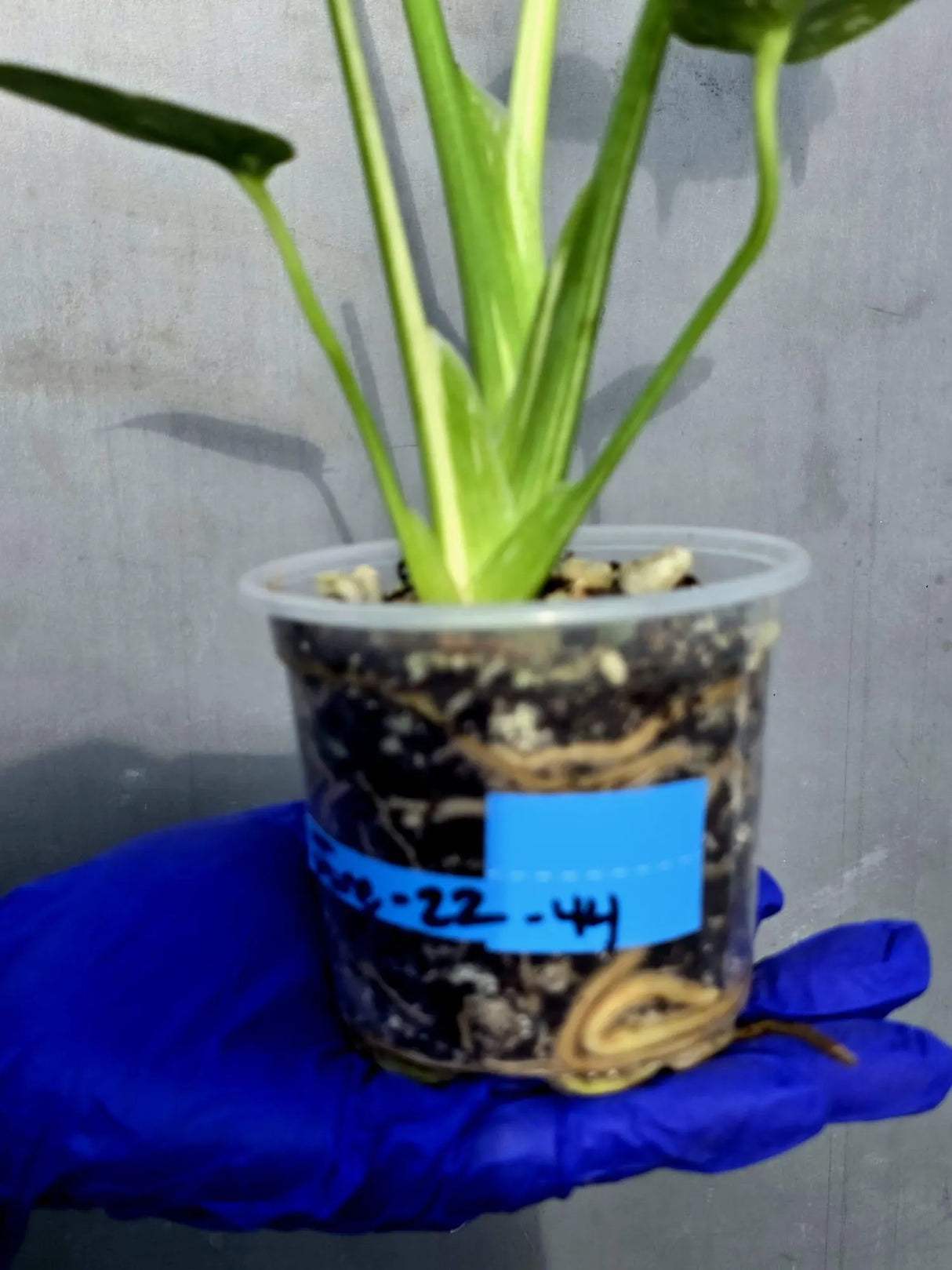 Variegated Monstera Thai Constellation Live Plant - Rare Collector Plant (June-22-44-ER)