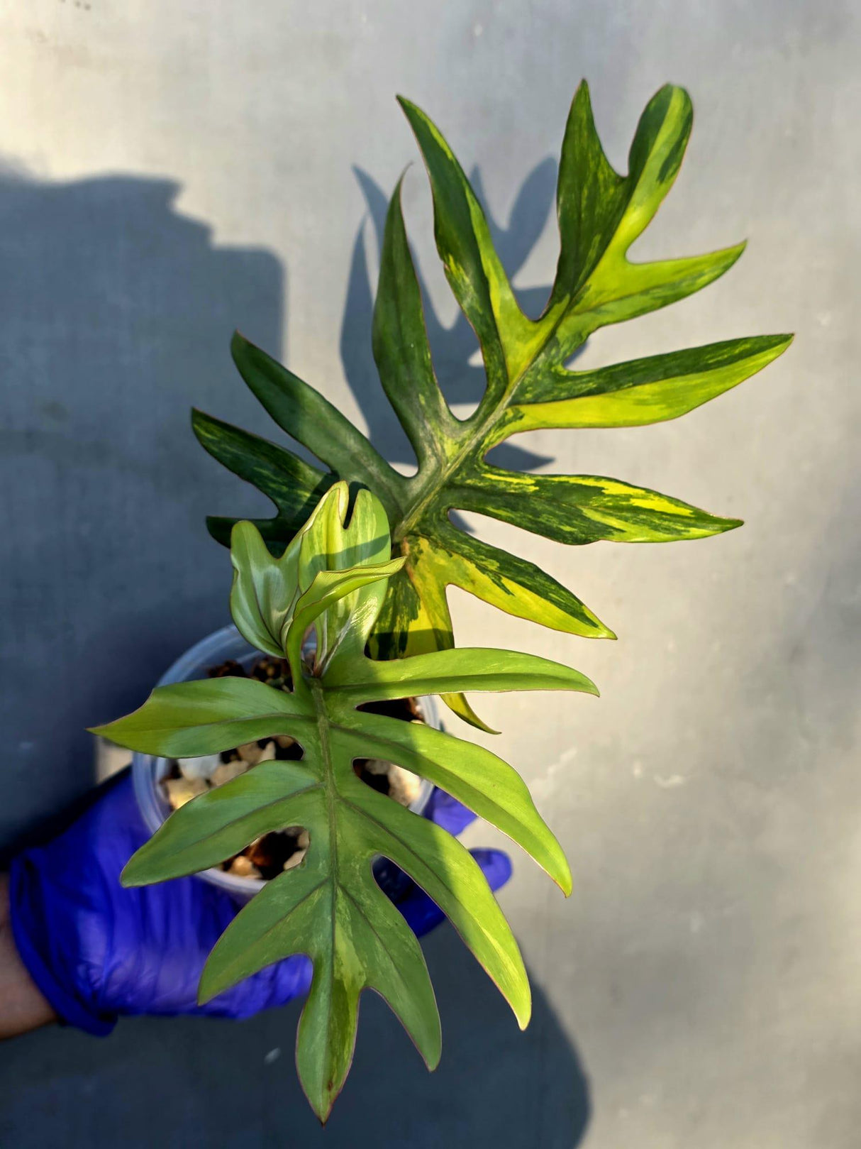 Variegated Philodendron Mayoi - Rare Variegated Fern Leaf Philodendron (June-22-104-ER)