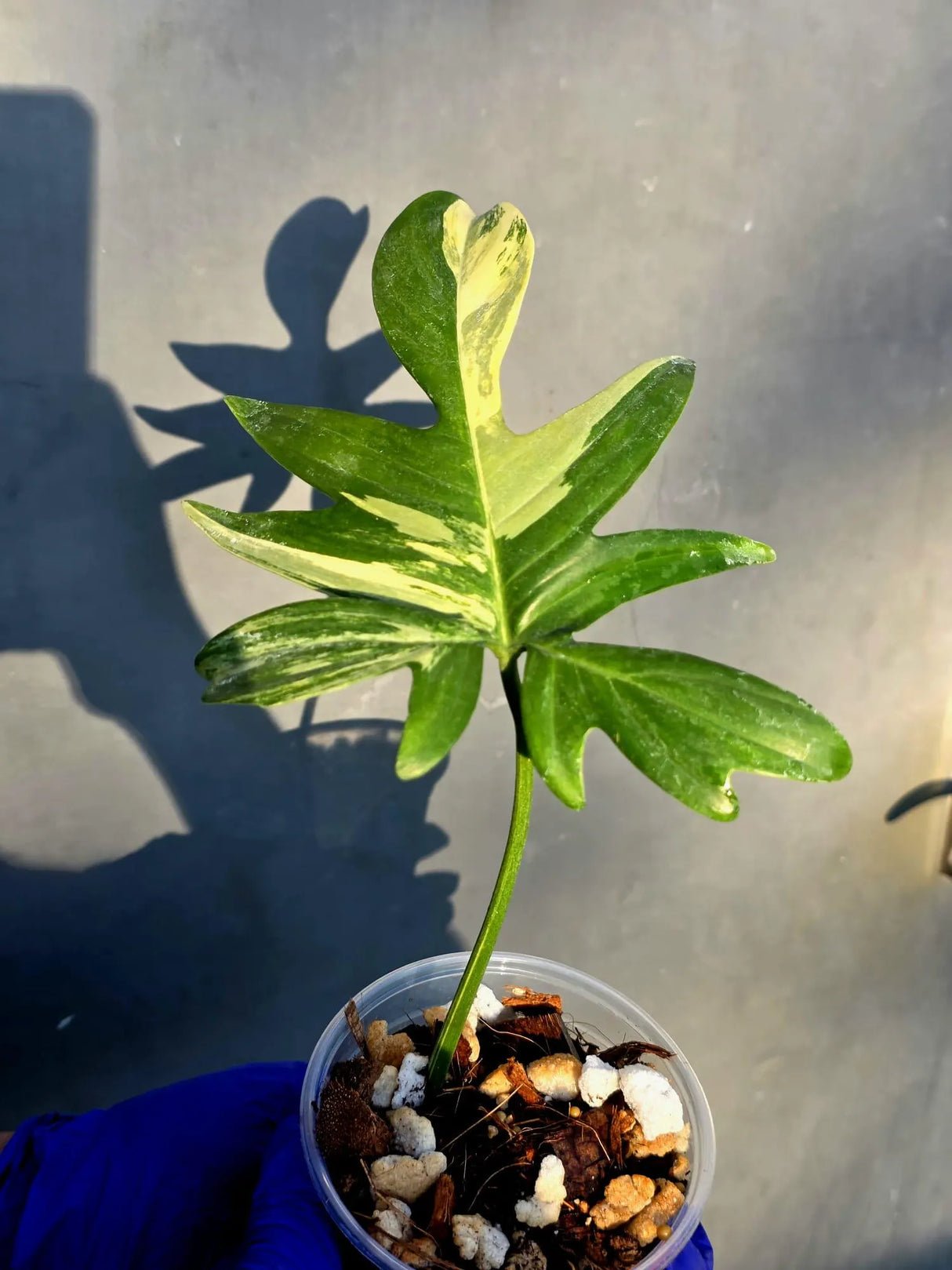 Philodendron Pedatum Variegated - Rare Variegated Oak Leaf (June-22-102-ER)