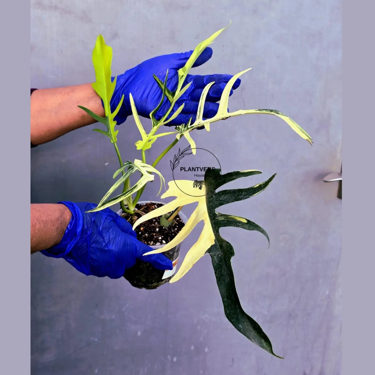Philodendron Florida Beauty x Tortum Extremely Rare Plant Exact Pot (June-23-48-ER)