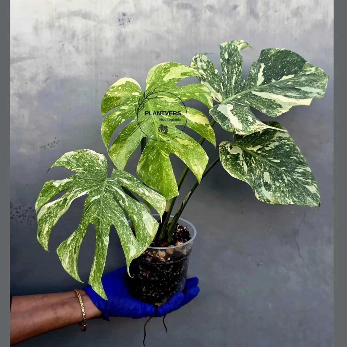 Variegated Monstera Legacy Live Plant - Extremely Rare Monstera Plant (June-21-55-ER)
