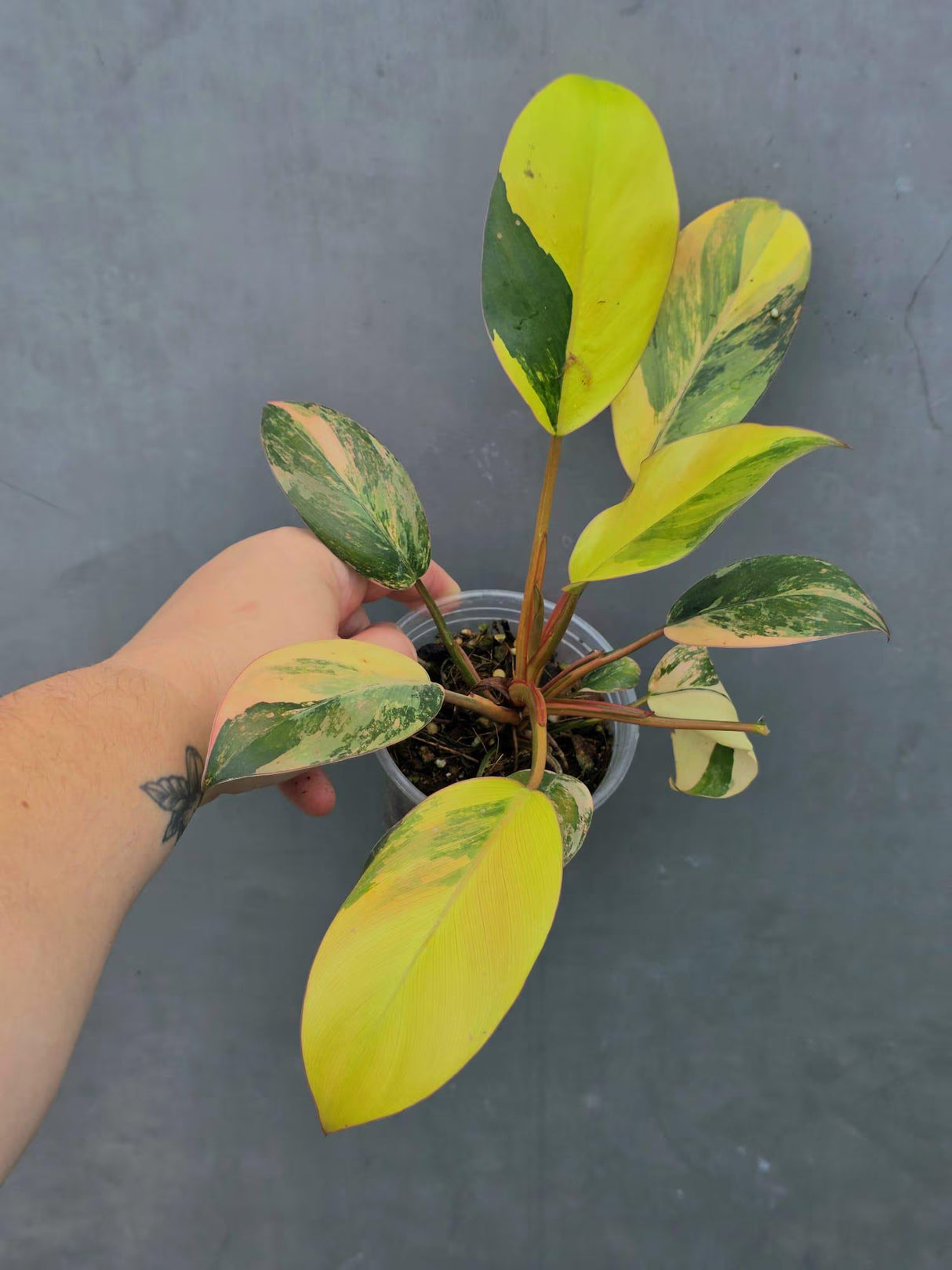 Variegated Black Cardinal Philodendron – Rare Collector Plant (June-26-21-ER)