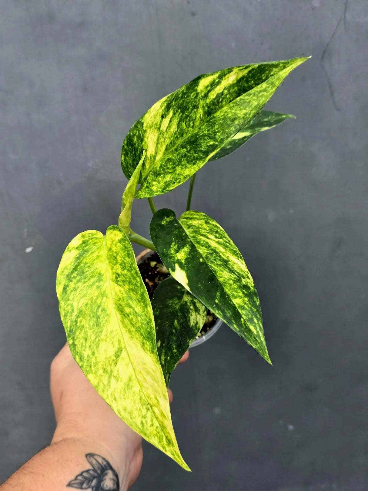 Variegated Golden Flame - Epipremnum Pinnatum Plant (June-26-22)