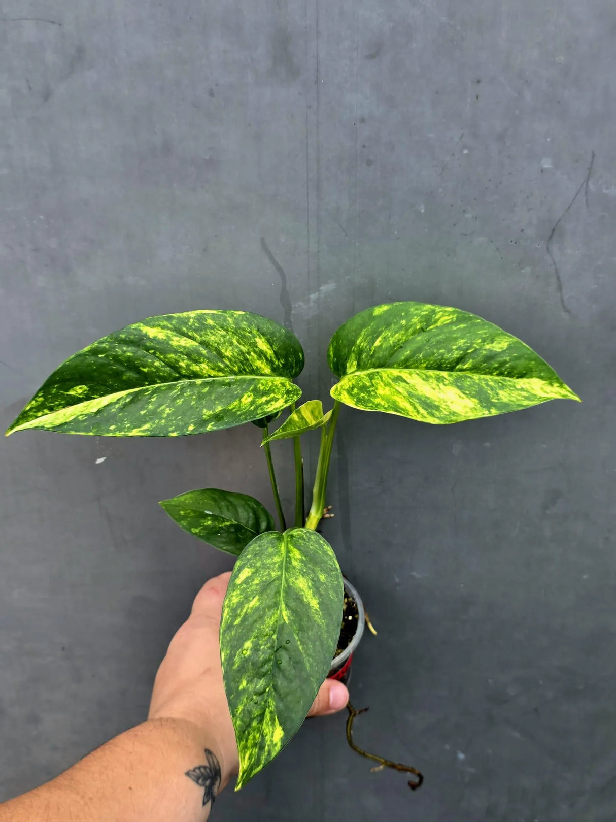 Rare Variegated Golden Flame Epipremnum Pinnatum - Exact Plant - (June-26-26)