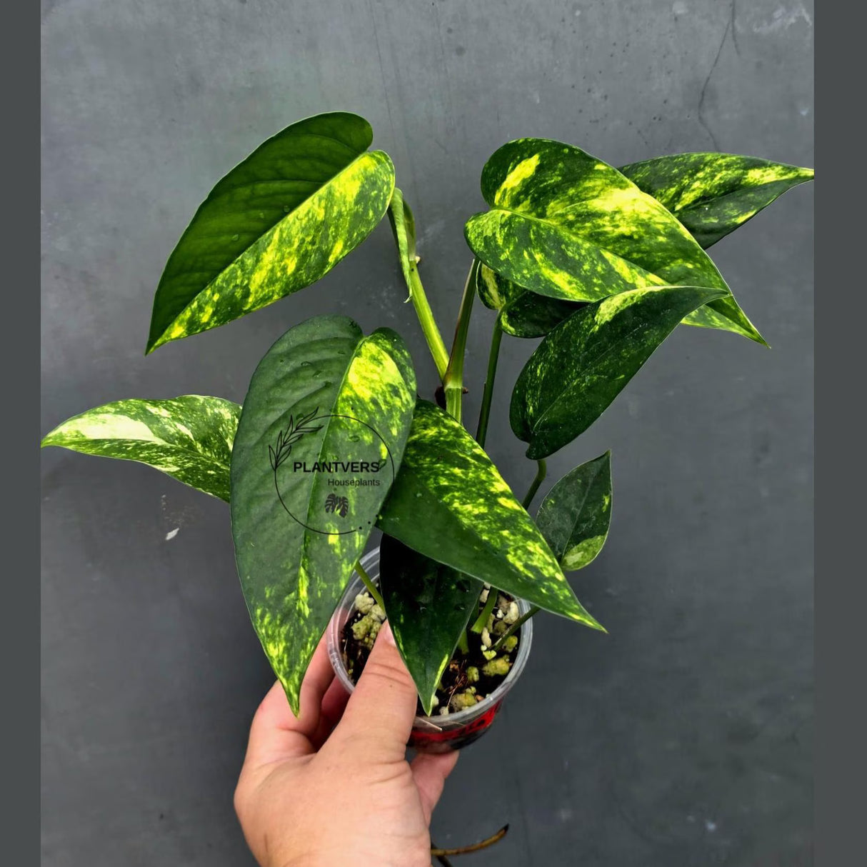 Rare Variegated Golden Flame Epipremnum Pinnatum - Exact Plant - (June-26-23)