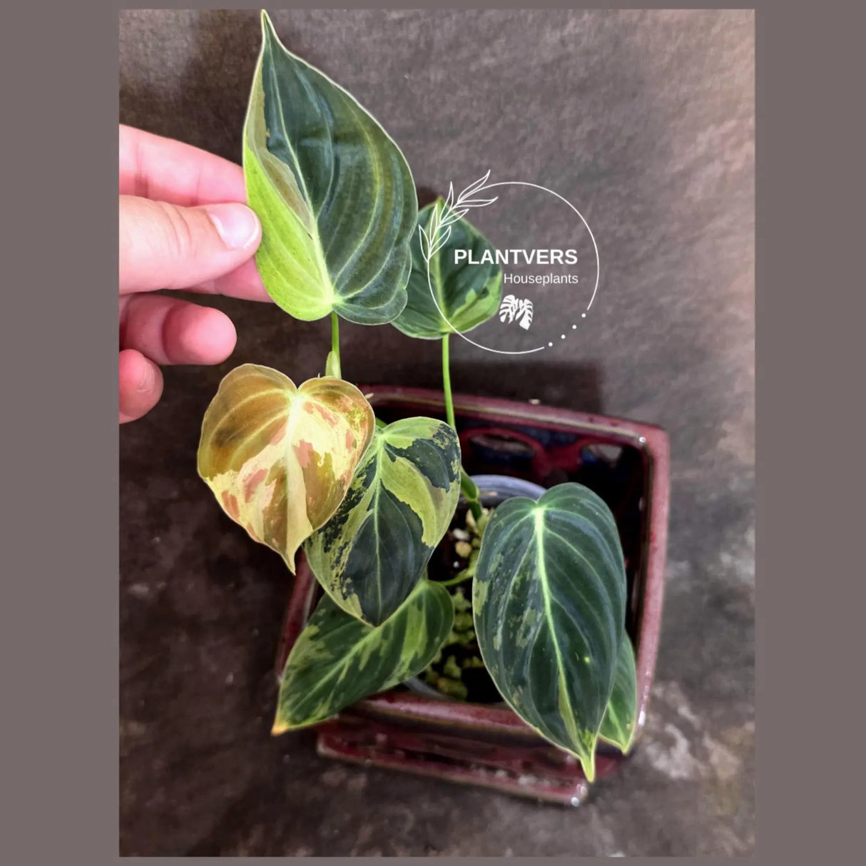 Philodendron Melanochrysum Variegated - Rare Tropical (June-26-13)