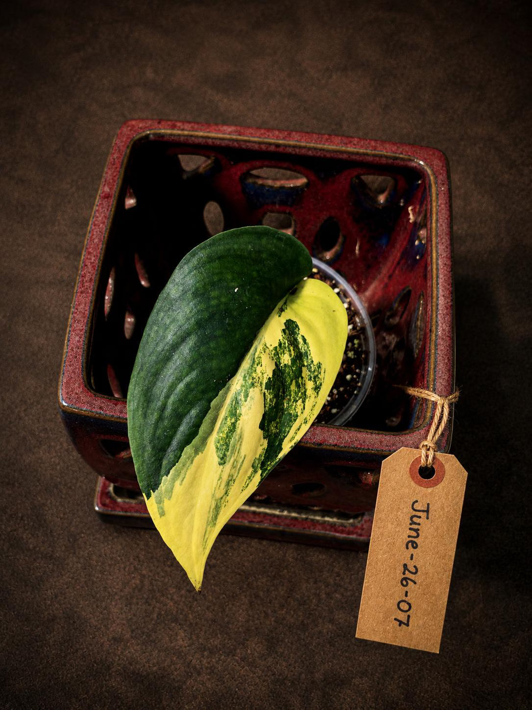 Scindapsus Jade Satin Variegated - Yellow Variegation - EXACT Plant(June-26-07)