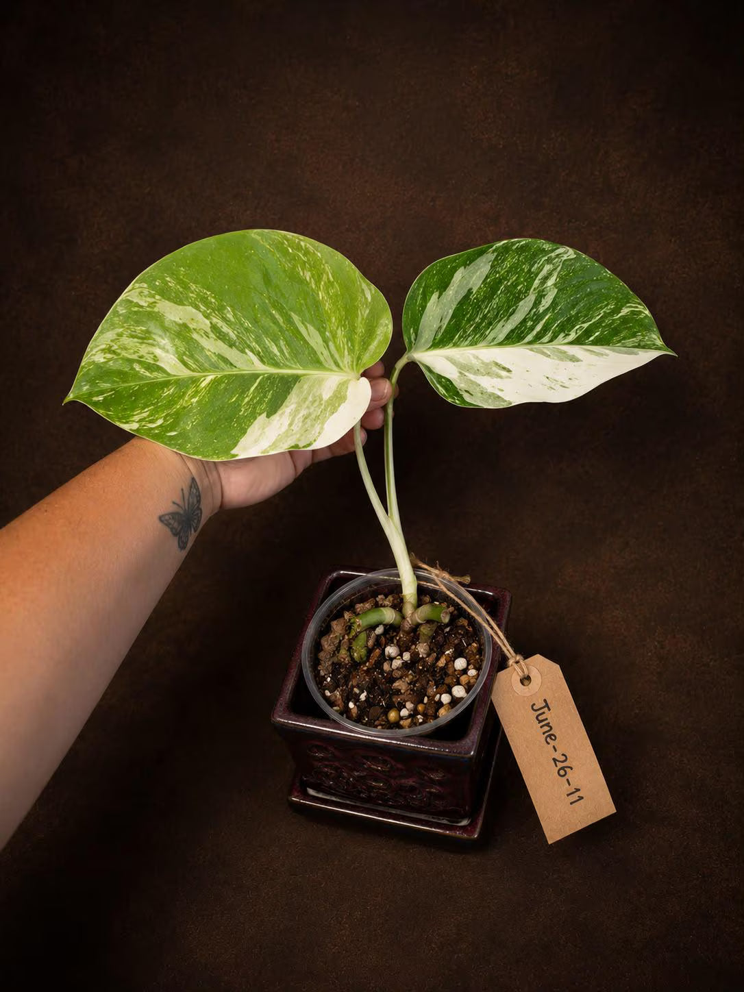 Variegated Monstera Albo - Rare White Monstera Borsigiana (June-26-11-C)