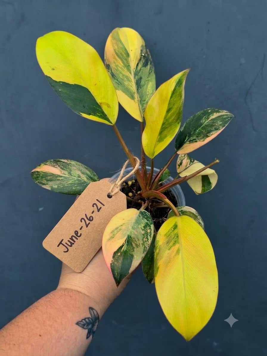 Variegated Black Cardinal Philodendron – Rare Collector Plant (June-26-21-ER)