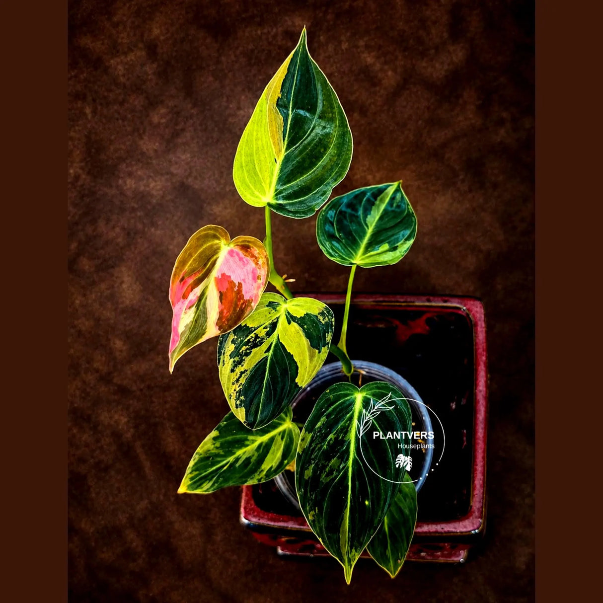 Philodendron Melanochrysum Variegated - Rare Tropical (June-26-13)