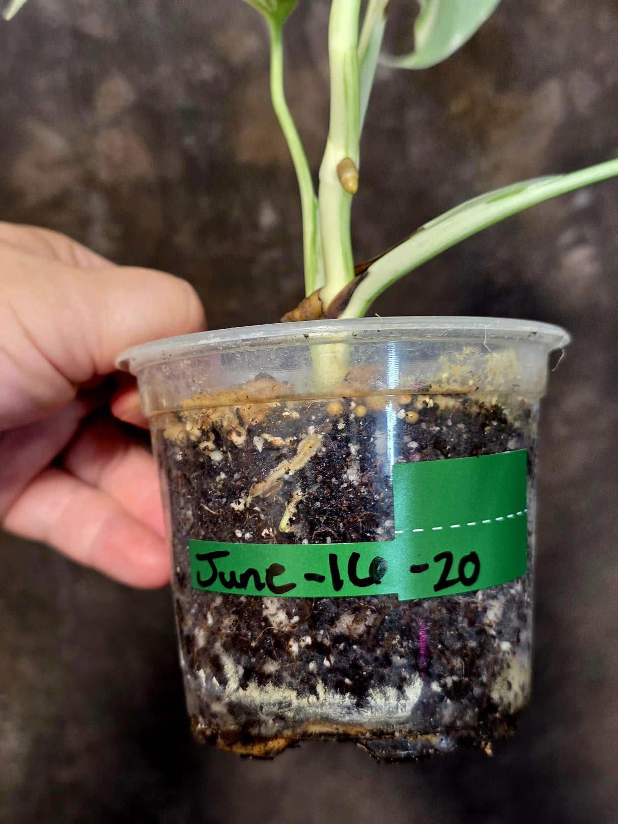 Variegated Monstera Albo Borsigiana - Rare Exact Plant - US Seller (June-16-20)