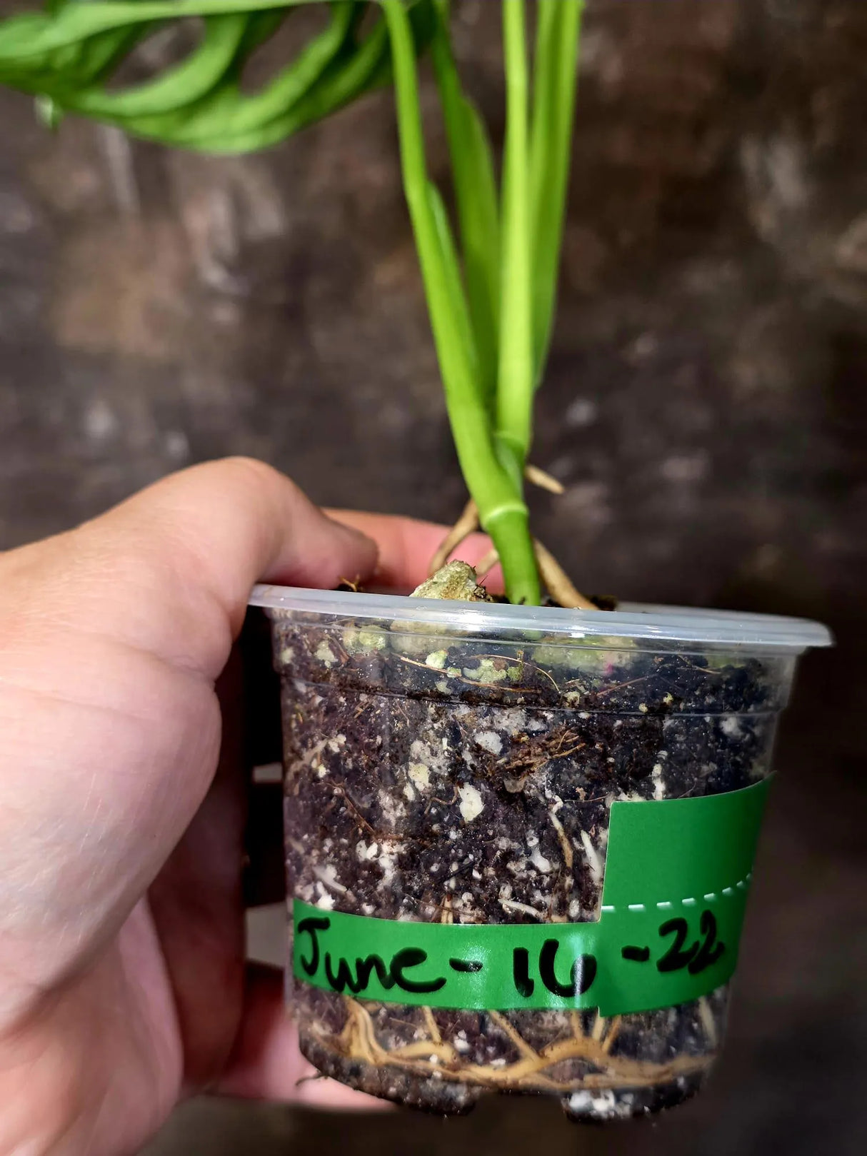 Variegated Monstera Adansonii Albo - Rare Swiss Cheese Vine Plant - Exact Plant (June-16-22)