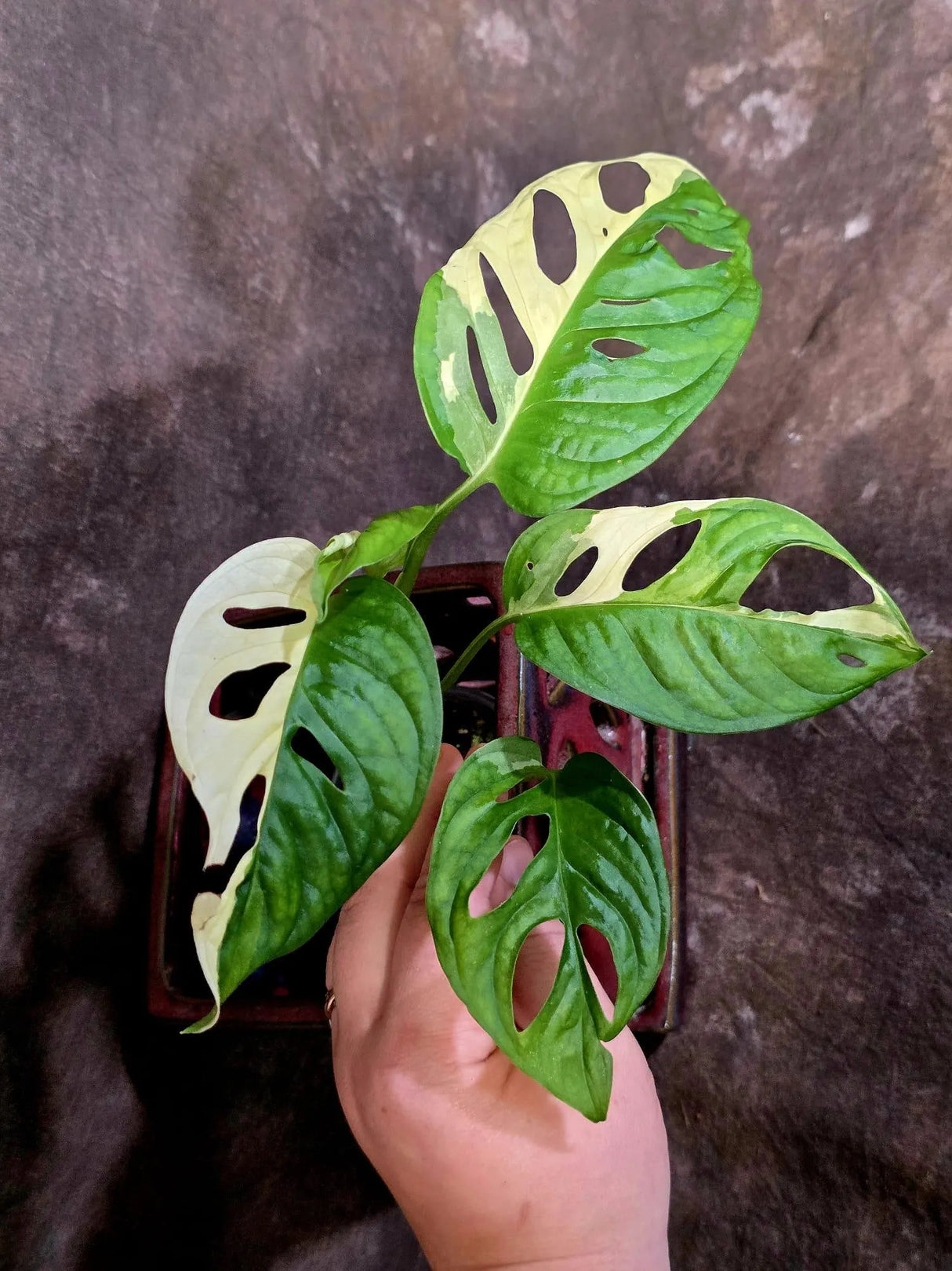 Variegated Monstera Adansonii Albo - Rare Swiss Cheese Vine Plant - Exact Plant (June-16-22)