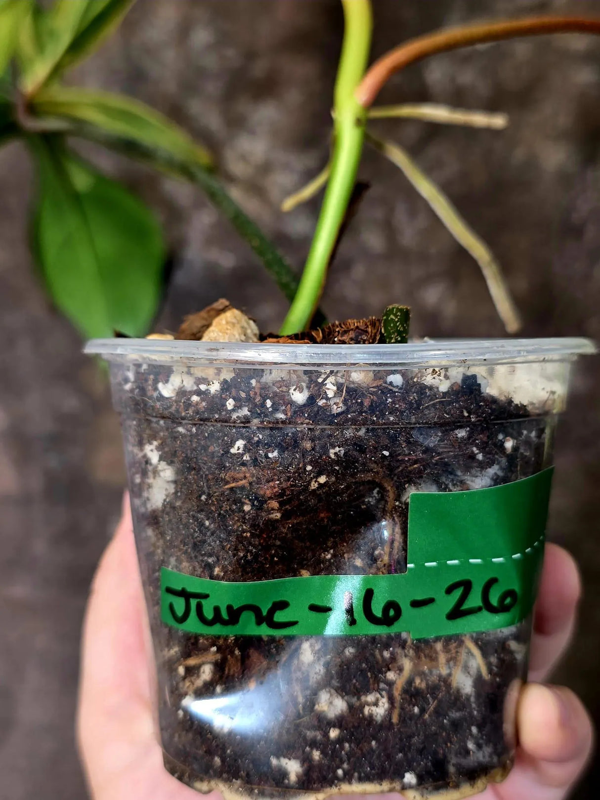 Variegated Philodendron Florida Beauty - Rare Collector Plant - Exact Plant (June-16-26)