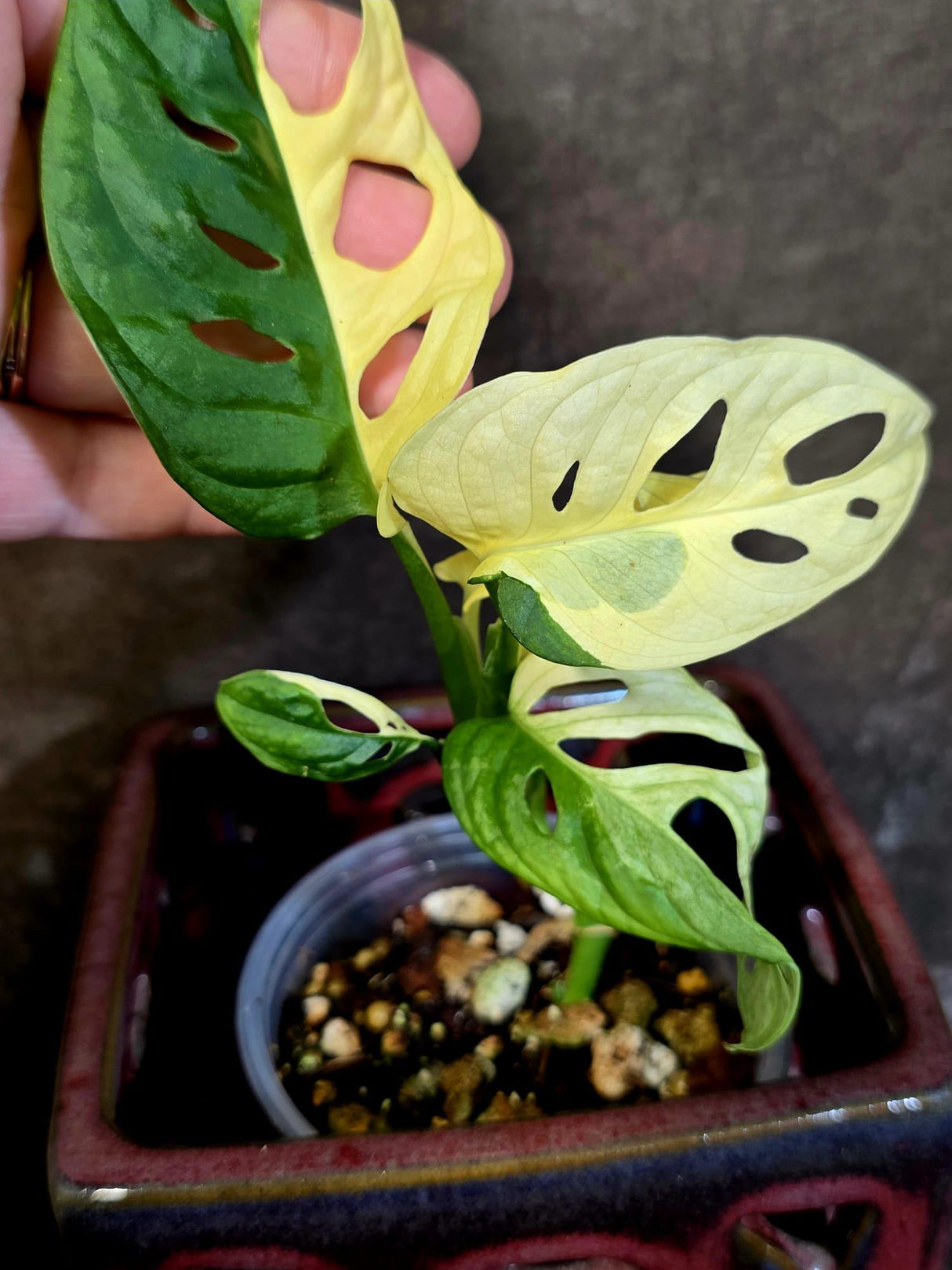Variegated Monstera Adansonii Albo - Rare Swiss Cheese Plant - Exact Plant (June-16-29)