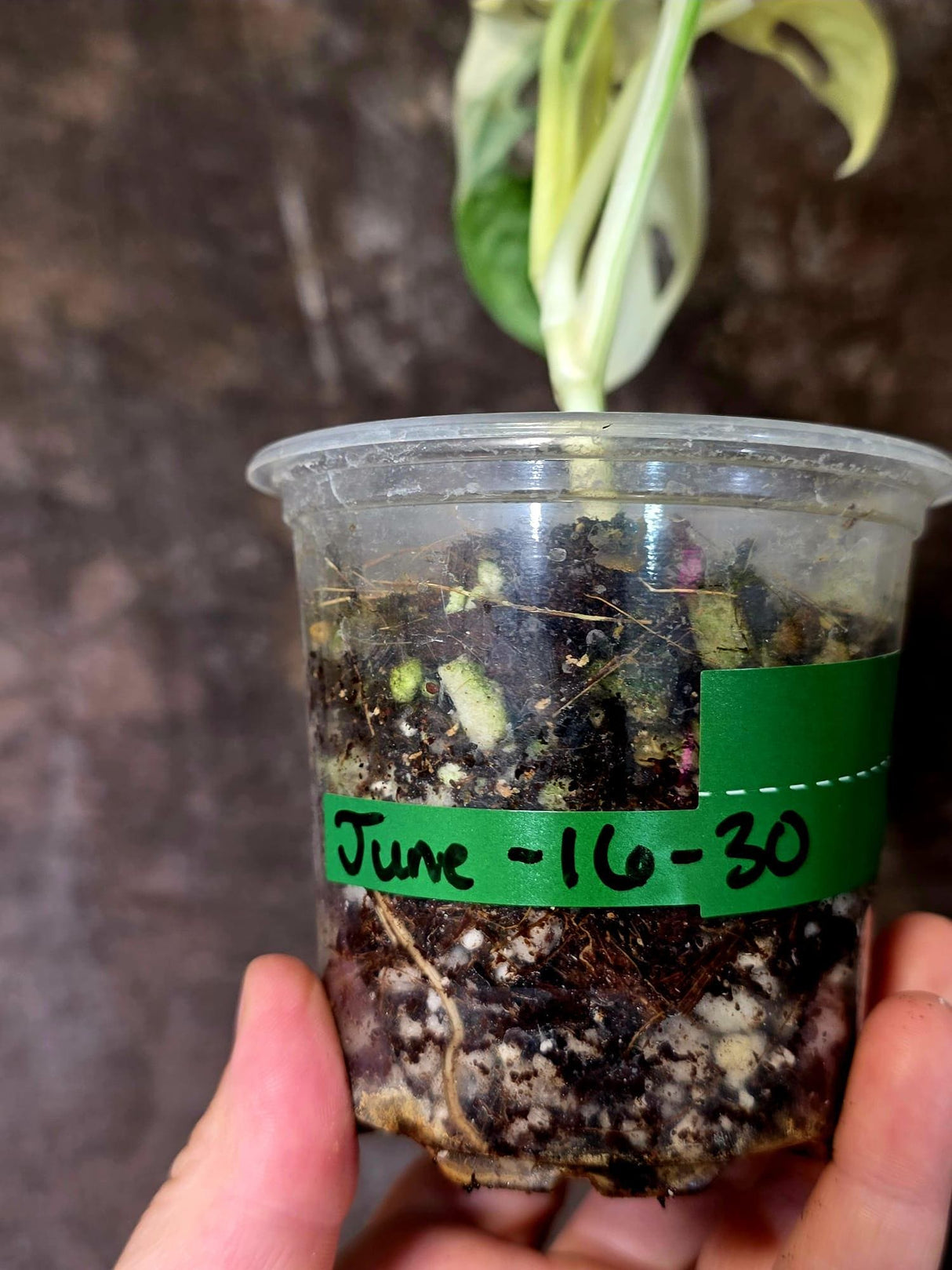 Variegated Monstera Adansonii Albo - Rare Swiss Cheese Plant - Exact Plant (June-16-30)