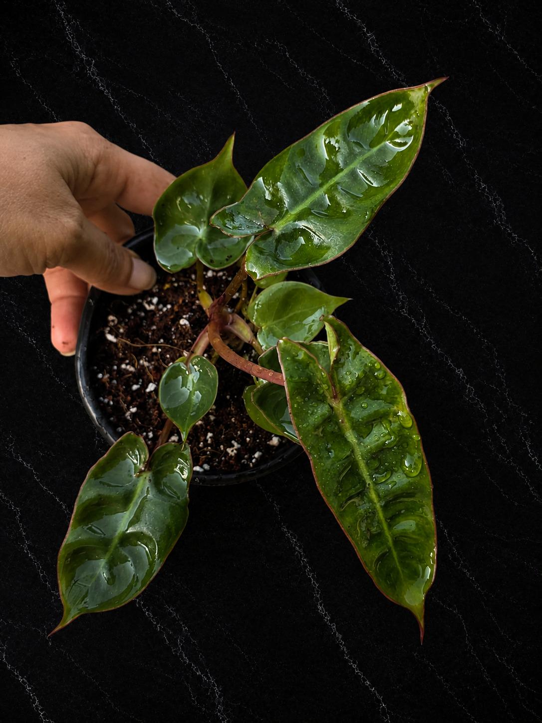 Philodendron Billietiae Starter Plant in 3" Pot β Rare Climbing Aroid β Tropical Indoor Houseplant β Live Collector Plant
