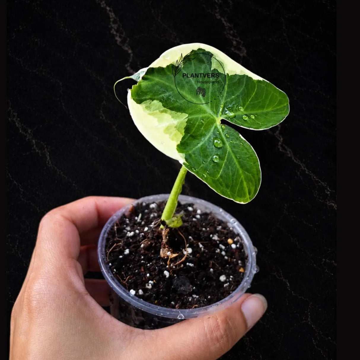 Alocasia Mickey Mouse Starter Plant in 3" Pot - Rare Variegated Alocasia - Tropical Indoor Houseplant - Live Plant