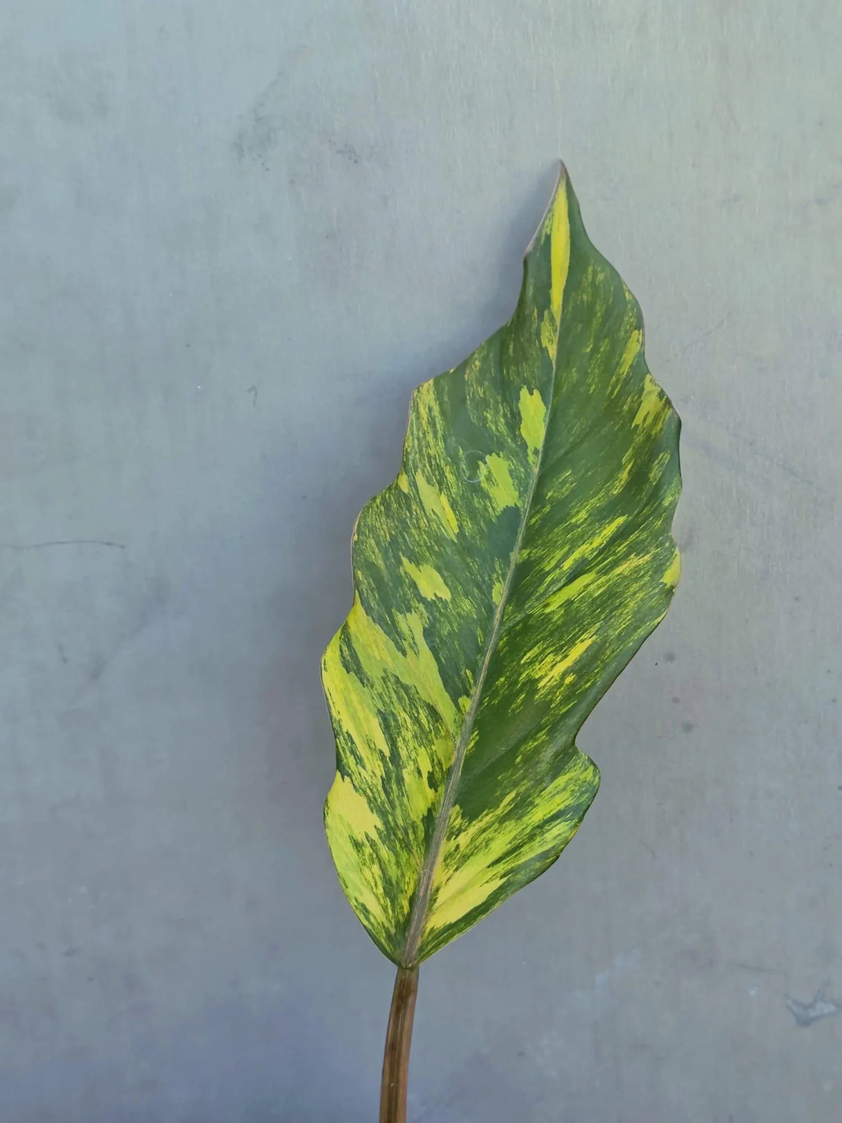 Philodendron Caramel Marble Variegated - EXACT Plant - (June-29-05-ER )