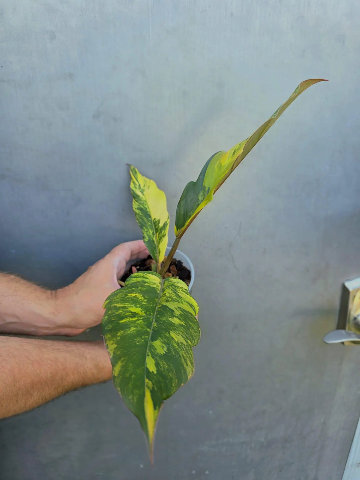 Philodendron Caramel Marble Variegated - EXACT Plant - (June-29-05-ER )