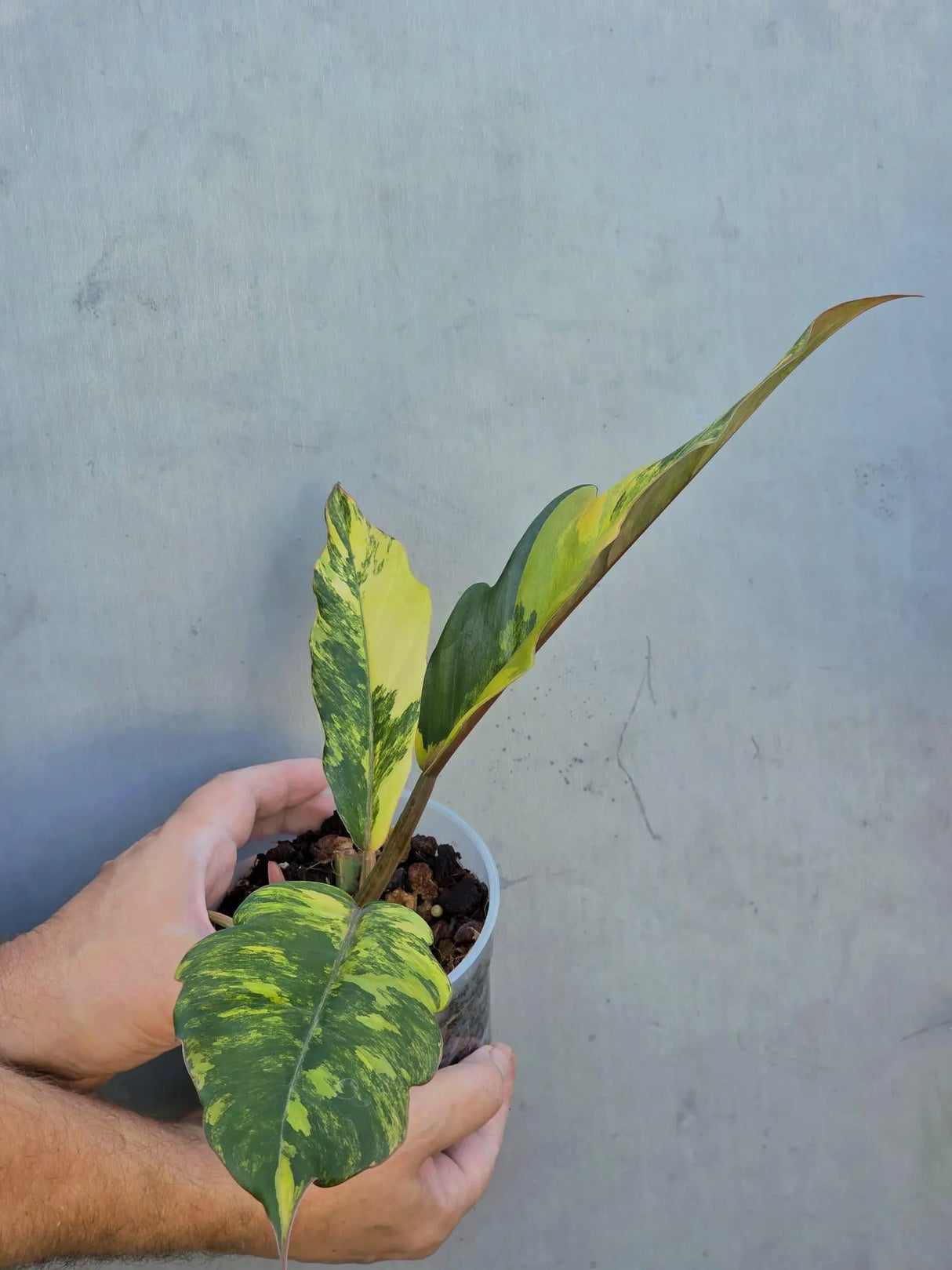 Philodendron Caramel Marble Variegated - EXACT Plant - (June-29-05-ER )