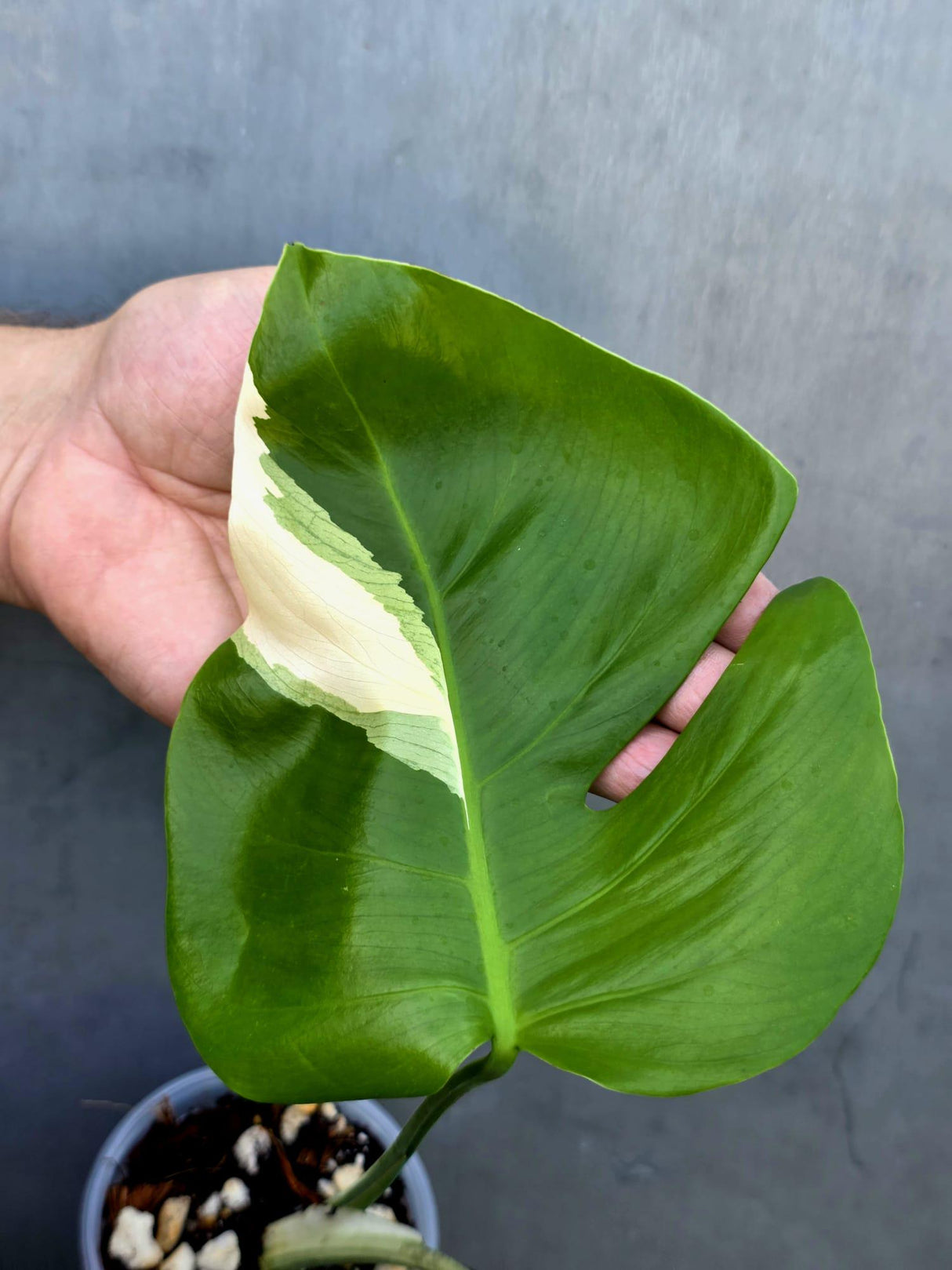 Variegated Monstera Albo - Rare White Monstera Borsigiana (June-29-08)