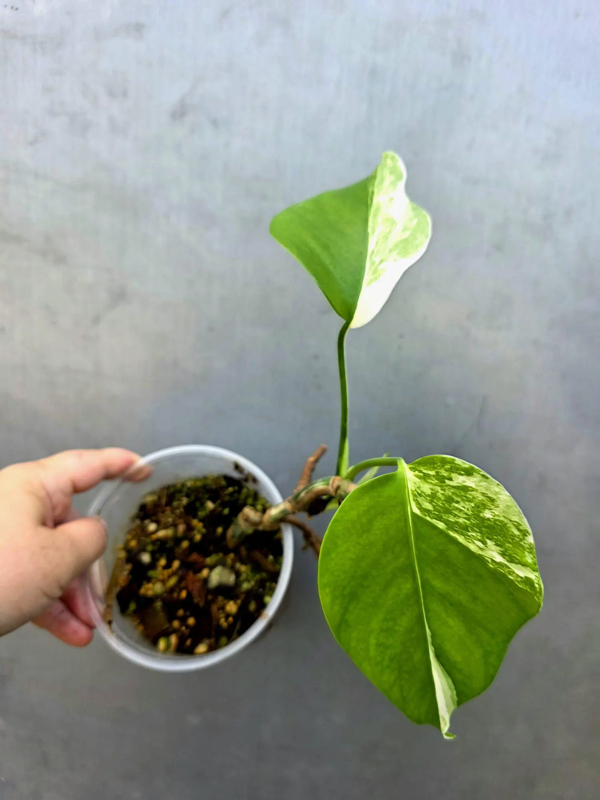 Variegated Monstera Albo - Rare White Monstera Borsigiana (June-29-09)