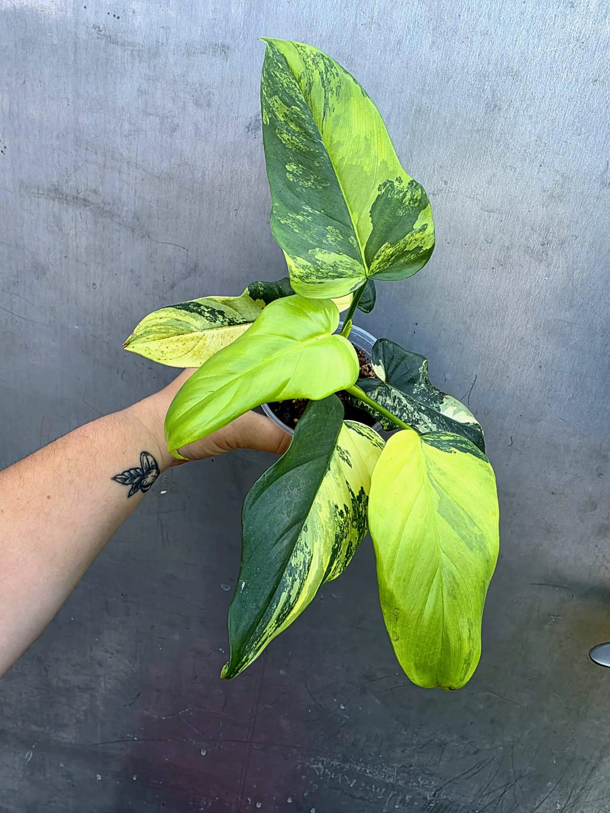 Variegated Philodendron Bipennifolium - Collector's Aroid (June-29-21)