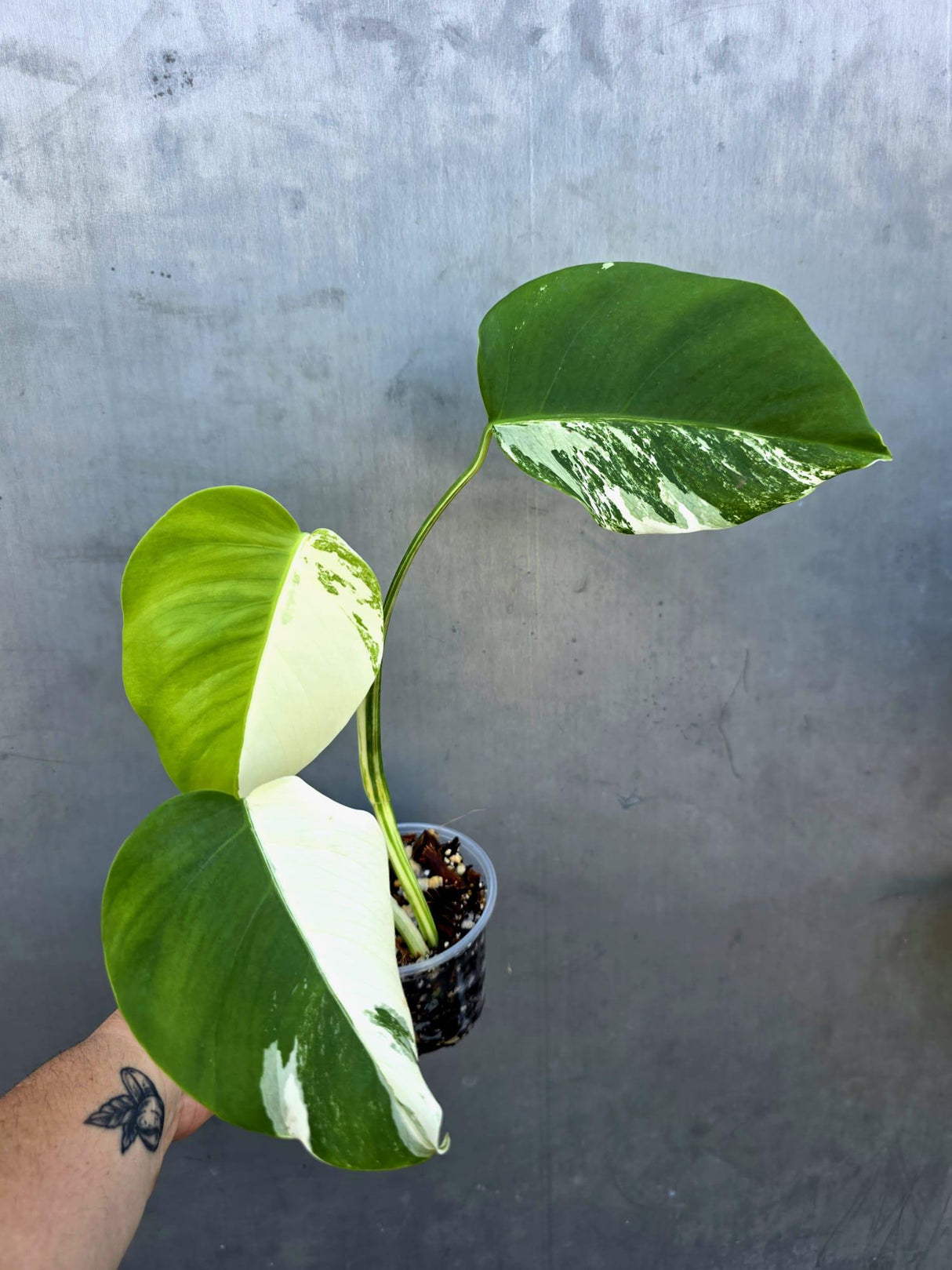 Variegated Monstera Albo Half-Moon Leaf Plant - Albo Borsigiana (June-29-13)